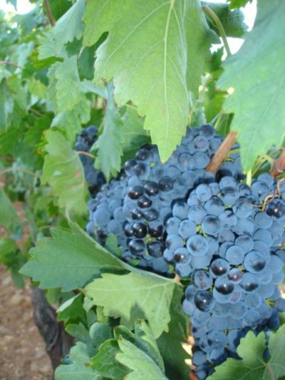 viedo tempranillo